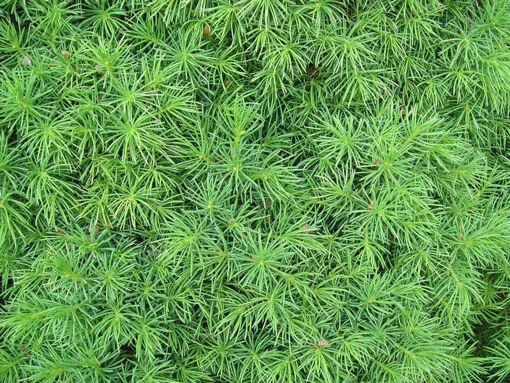 green plant wallpaper 1024 pixel